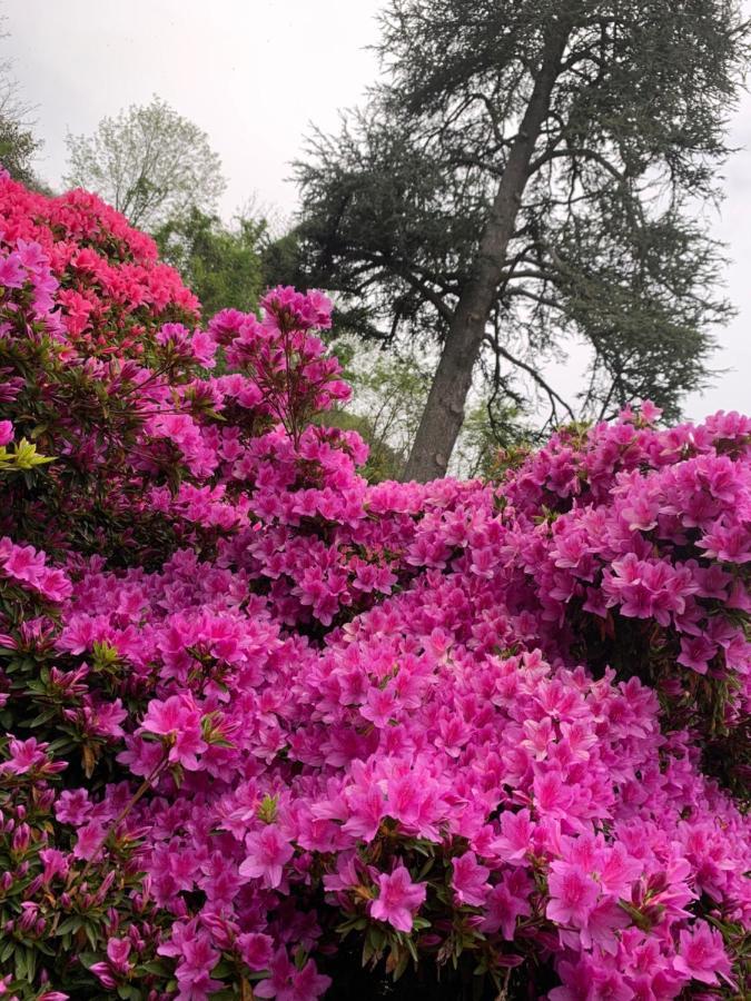 Apartament Giardini Magnolia Belgirate Zewnętrze zdjęcie