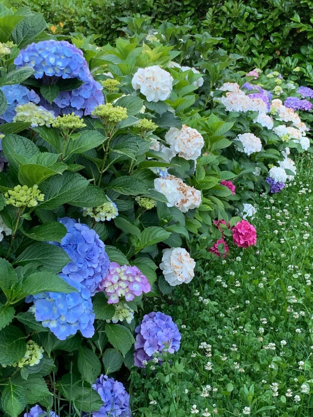 Apartament Giardini Magnolia Belgirate Zewnętrze zdjęcie